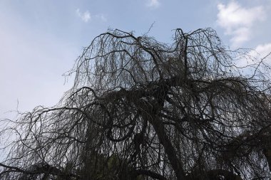Fagus sylvatica pendula ağacının silueti