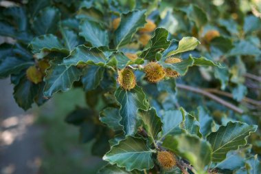 Fagus Sylvatica ağacının dalları