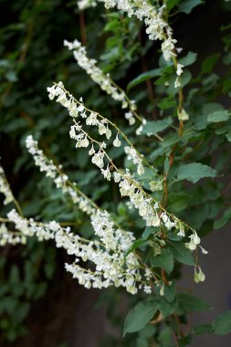 Fallopia baldschuanica tırmanma bitkisinin beyaz çiçeği