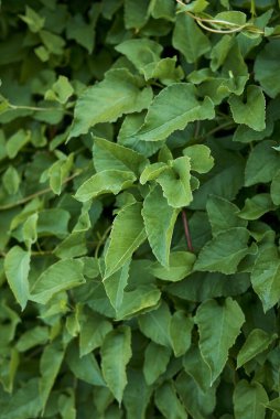 Fallopia baldschuanica taze yapraklar