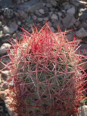 Mojave Çölü 'ndeki Ferocactus Wislizeni bitkisi