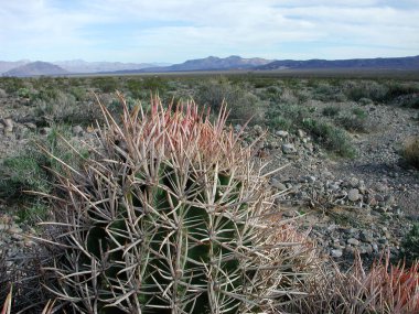 Mojave Çölü 'ndeki Ferocactus Wislizeni bitkisi