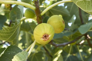 Ficus carica ağacında taze incir