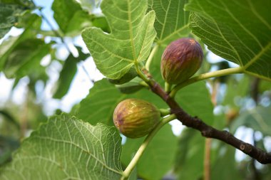 Siyah olgun incirli Ficus carica dalı
