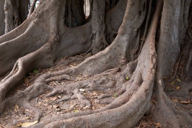Ficus makrophylla bagaj kapalı