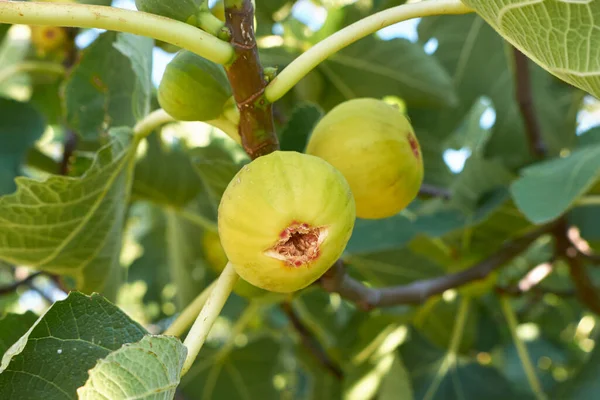 Ficus carica ağacında taze incir
