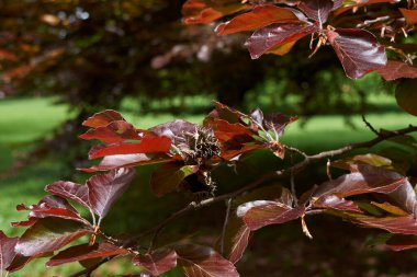 Fagus Sylvatica purpurea ağacına yakın bir dal.