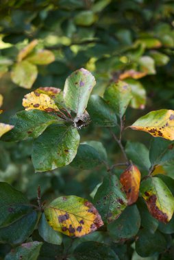 Fagus sylvatica sonbaharda ayrılıyor