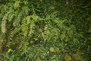 Eğreltiotları kayalık yamaçlarda