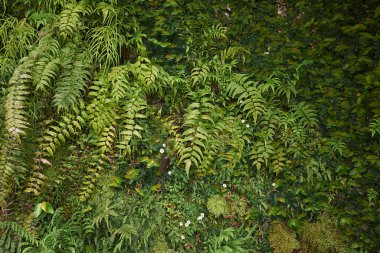 Cyrtomium falcatum yemyeşil yapraklar