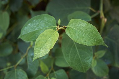 Fallopia asma bitkisinin görüntüsü