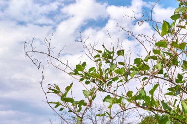 Fallopia baldschuanica taze yapraklar