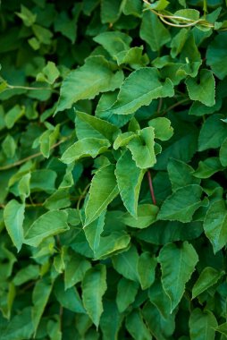 Fallopia baldschuanica taze yapraklar