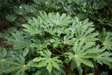 View of Fatsia japonica foliage clipart