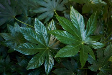 Fatsia japonica yapraklarının görünümü