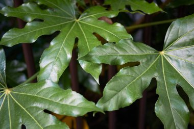 Fatsia japonica yapraklarının görünümü