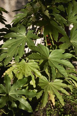 Fatsia japonica yapraklarının görünümü