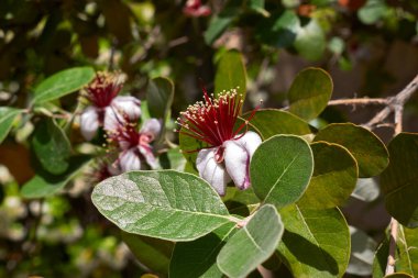 Feijoa sellowiana 'nın görüntüsü