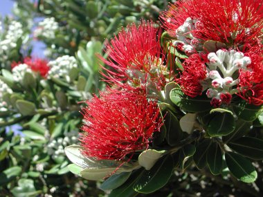 Fayjoa Sellowiana 'nın kızıl cilt rengi.