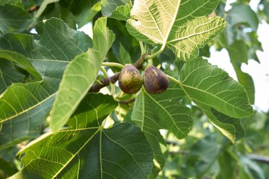 Ficus carica ağacında taze incir