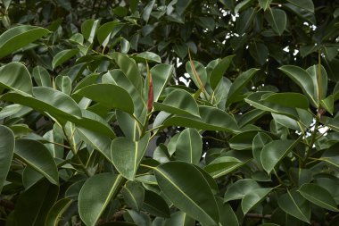 Ficus elastica ağacının dalı