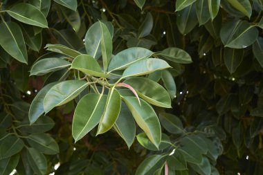  Ficus elastica ağacının yemyeşil yaprakları