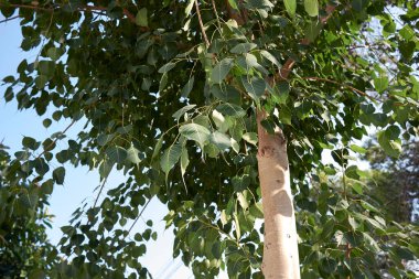 Ficus din ağacının taze yaprakları