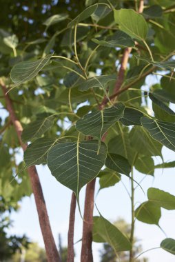 Ficus din ağacının taze yaprakları