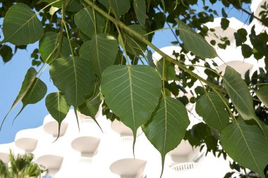Ficus din ağacının taze yaprakları