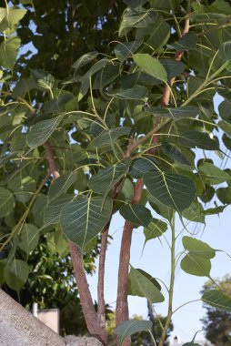 Ficus din ağacının taze yaprakları