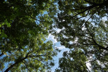 Fraxinus ağaç siluetinin görüntüsü