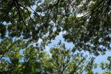 Fraxinus ağaç siluetinin görüntüsü