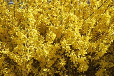 Forsythia sarı çiçeğinin manzarası