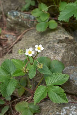 Çiçek açmış yabani çilek