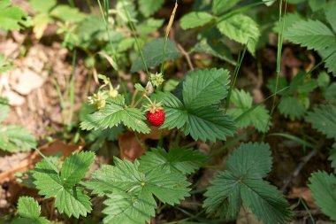 Fragaria vesca 'nın yabani çileği.
