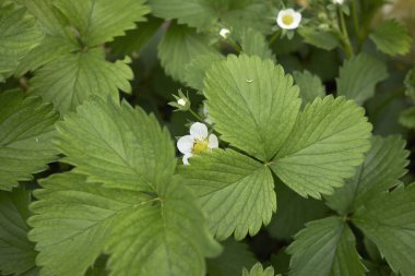 Fragraria ananassa beyaz çiçek