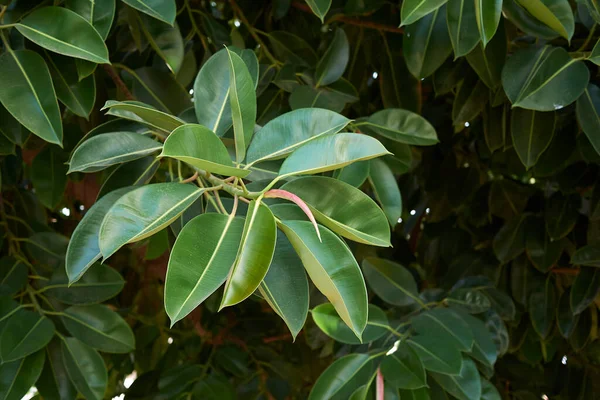  Ficus elastica ağacının yemyeşil yaprakları