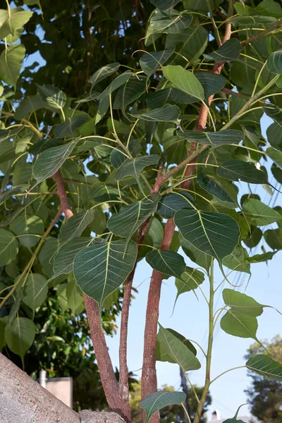 Ficus din ağacının taze yaprakları