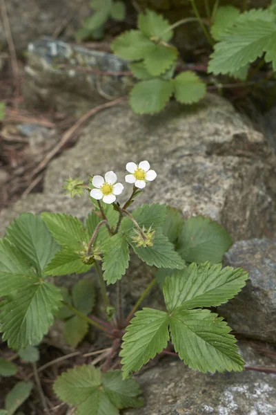 Çiçek açmış yabani çilek