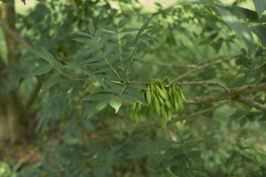 Fraxinus Excelsior 'un taze yapraklı dalı