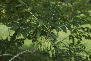 Fraxinus Excelsior 'un taze yapraklı dalı