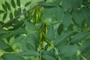 Fraxinus Excelsior 'un taze yapraklı dalı
