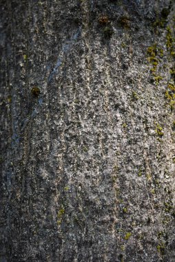 Fraxinus Excelsior 'un bagajını kapatın.