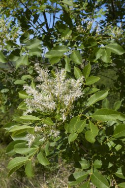 Fraxinus ornus ağacı çiçek açtı