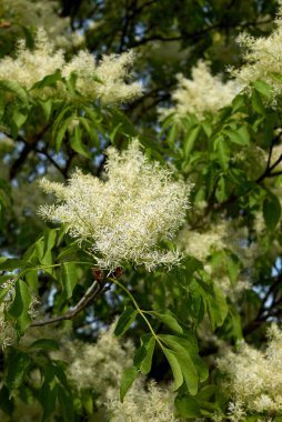 Fraxinus ornus ağacı çiçek açtı