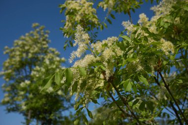 Fraxinus ornus çiçeğinin görüntüsü