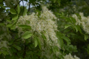 Fraxinus ornus çiçeğinin görüntüsü