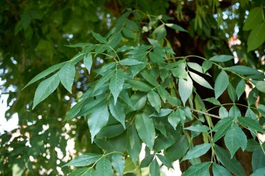 Fraxinus pennsylvanica yaprakları ve meyvesi