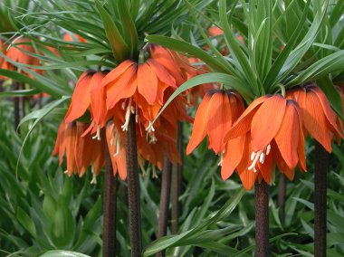 Turuncu çiçekli Frittilaria Imperialis