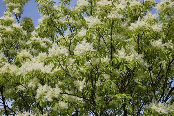Fraxinus ornus ağacı çiçek açtı